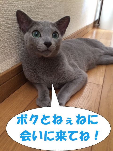 f:id:LoveRussianBlue:20180113015301j:plain