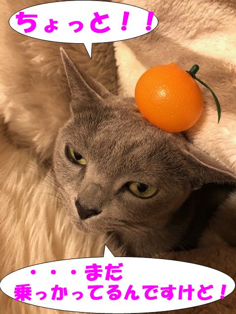 f:id:LoveRussianBlue:20180113015413j:plain