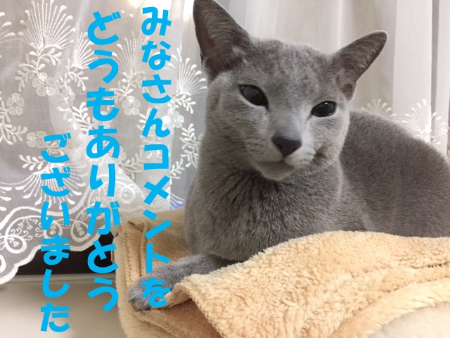 f:id:LoveRussianBlue:20180116221917j:plain