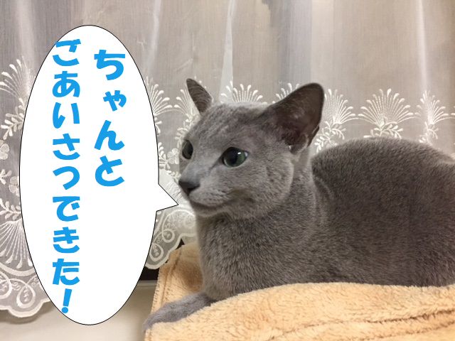 f:id:LoveRussianBlue:20180116221935j:plain