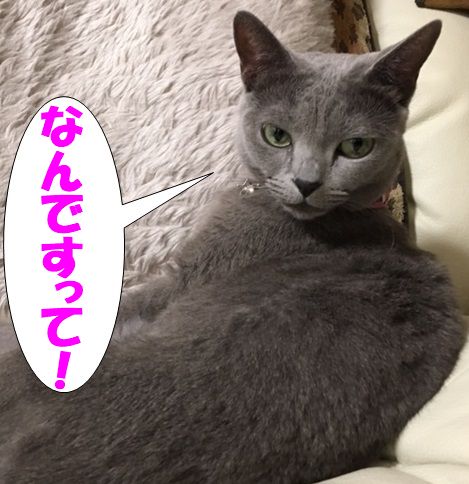 f:id:LoveRussianBlue:20180116225615j:plain