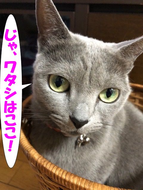 f:id:LoveRussianBlue:20180116230524j:plain