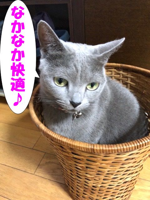 f:id:LoveRussianBlue:20180116230704j:plain