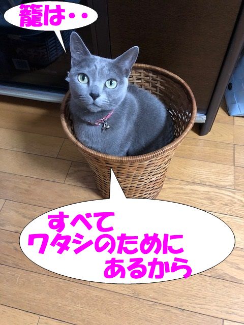 f:id:LoveRussianBlue:20180116230926j:plain