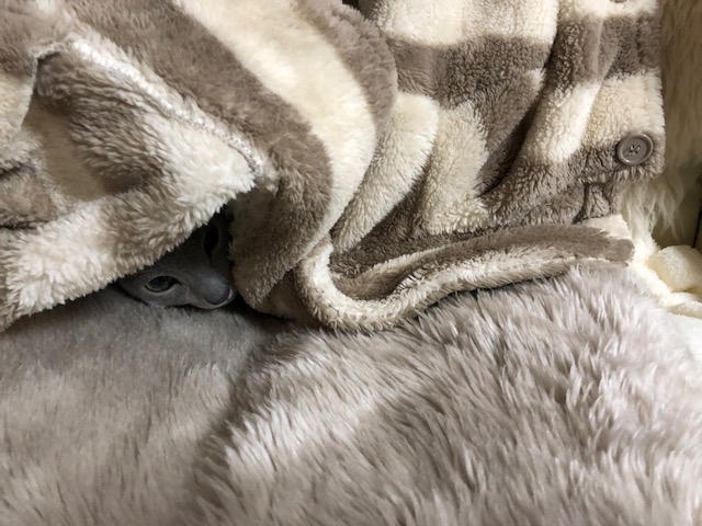 f:id:LoveRussianBlue:20180116231547j:plain