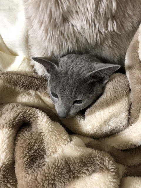 f:id:LoveRussianBlue:20180116231751j:plain