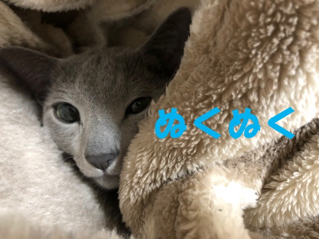 f:id:LoveRussianBlue:20180116232312j:plain