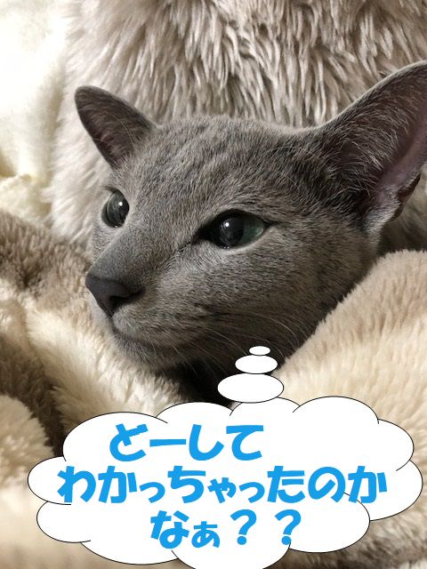 f:id:LoveRussianBlue:20180116233005j:plain