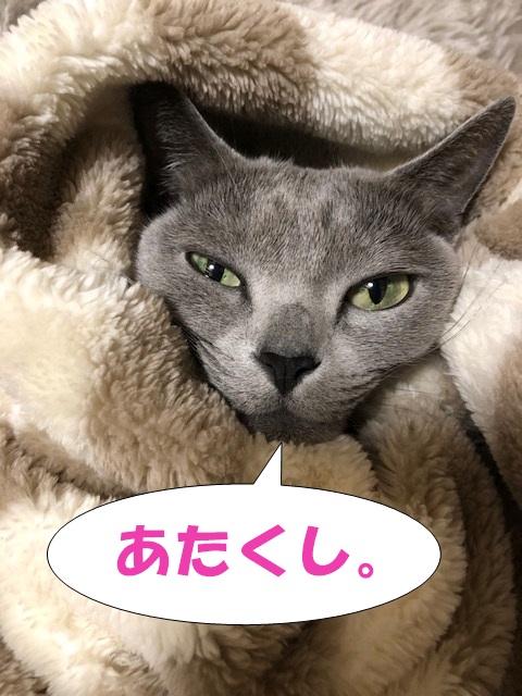 f:id:LoveRussianBlue:20180116233734j:plain