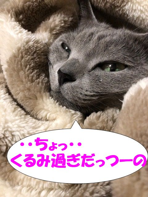 f:id:LoveRussianBlue:20180116234024j:plain