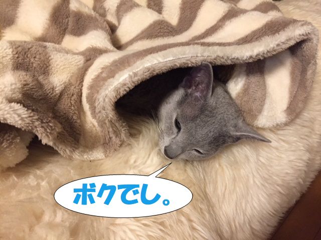 f:id:LoveRussianBlue:20180116234248j:plain