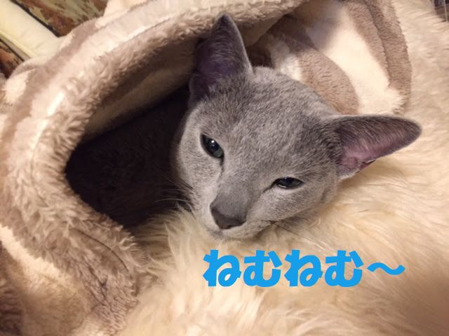 f:id:LoveRussianBlue:20180116234423j:plain