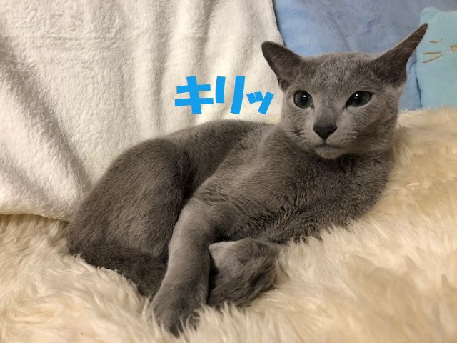 f:id:LoveRussianBlue:20180116234853j:plain