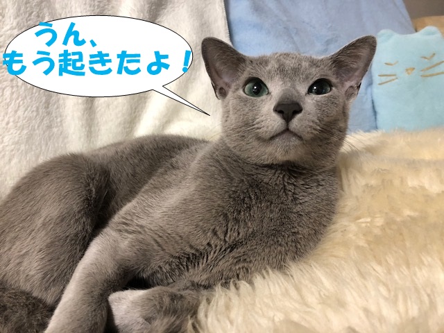 f:id:LoveRussianBlue:20180116235849j:plain