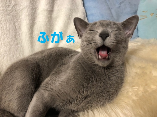 f:id:LoveRussianBlue:20180116235951j:plain