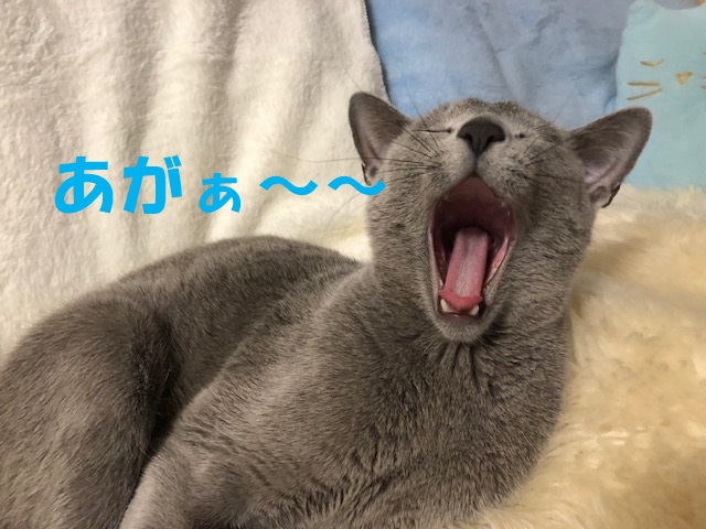 f:id:LoveRussianBlue:20180117000016j:plain