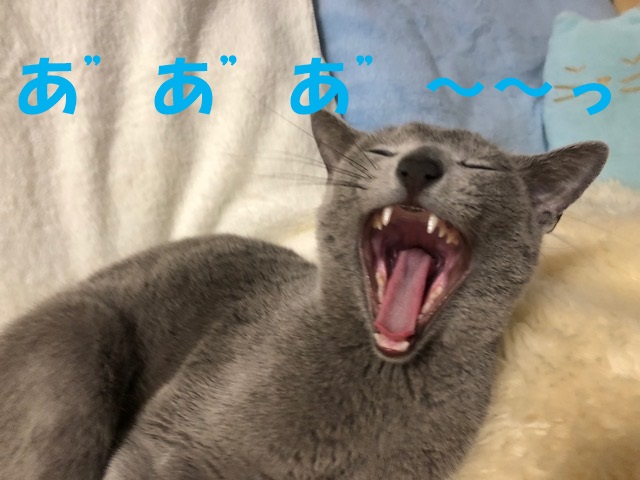 f:id:LoveRussianBlue:20180117000035j:plain
