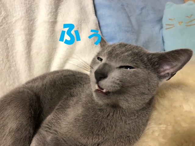f:id:LoveRussianBlue:20180117000057j:plain