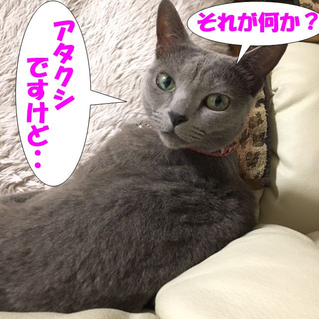 f:id:LoveRussianBlue:20180117014331j:plain