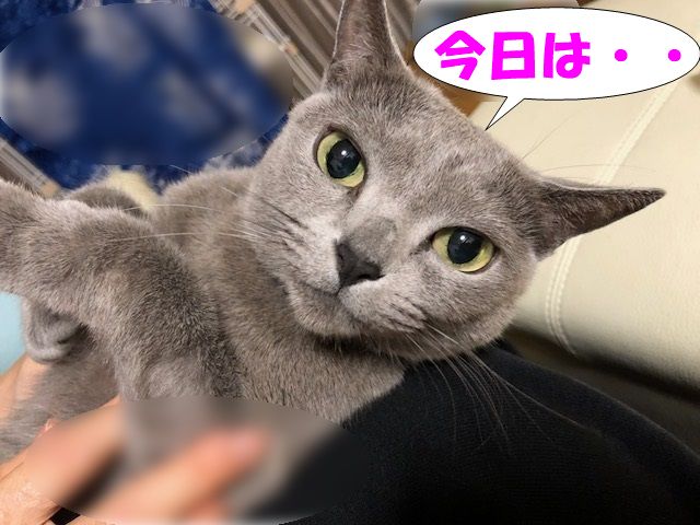 f:id:LoveRussianBlue:20180128205003j:plain f:id:LoveRussianBlue:20180128205003j:plain