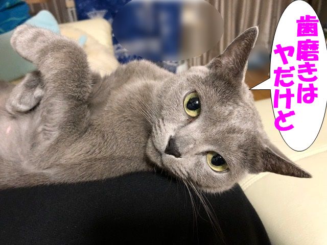 f:id:LoveRussianBlue:20180128205036j:plain f:id:LoveRussianBlue:20180128205036j:plain