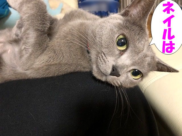 f:id:LoveRussianBlue:20180128205123j:plain f:id:LoveRussianBlue:20180128205123j:plain