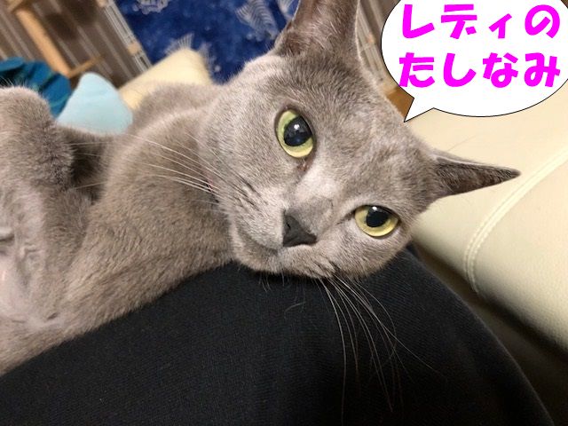 f:id:LoveRussianBlue:20180128205139j:plain f:id:LoveRussianBlue:20180128205139j:plain