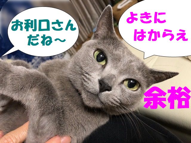 f:id:LoveRussianBlue:20180128205159j:plain f:id:LoveRussianBlue:20180128205159j:plain