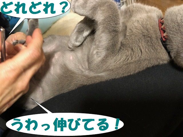 f:id:LoveRussianBlue:20180128205214j:plain f:id:LoveRussianBlue:20180128205214j:plain