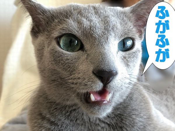 f:id:LoveRussianBlue:20180128205721j:plain f:id:LoveRussianBlue:20180128205721j:plain