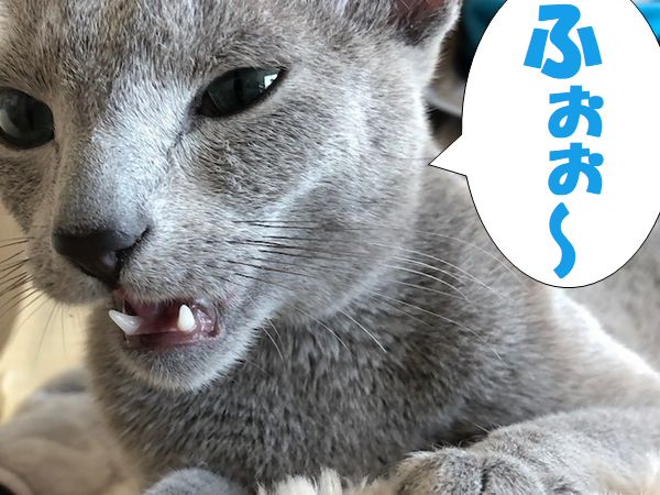 f:id:LoveRussianBlue:20180128205740j:plain f:id:LoveRussianBlue:20180128205740j:plain