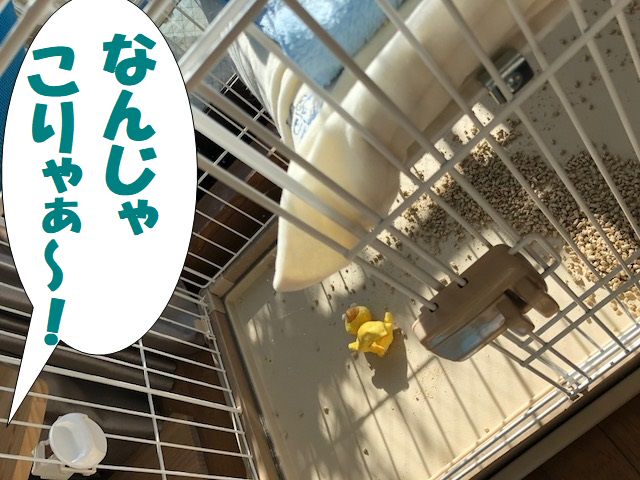 f:id:LoveRussianBlue:20180128210223j:plain f:id:LoveRussianBlue:20180128210223j:plain