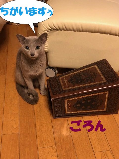 f:id:LoveRussianBlue:20180128211042j:plain f:id:LoveRussianBlue:20180128211042j:plain