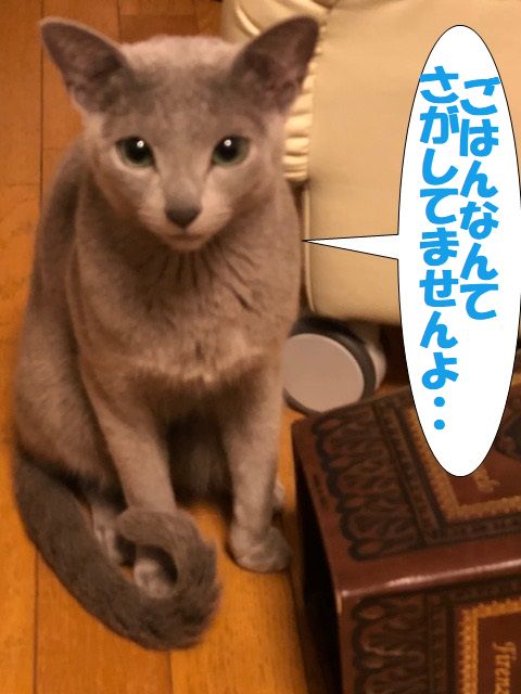 f:id:LoveRussianBlue:20180128211133j:plain f:id:LoveRussianBlue:20180128211133j:plain