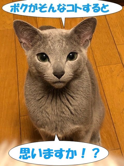 f:id:LoveRussianBlue:20180128211151j:plain f:id:LoveRussianBlue:20180128211151j:plain