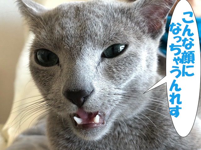 f:id:LoveRussianBlue:20180128213047j:plain f:id:LoveRussianBlue:20180128213047j:plain