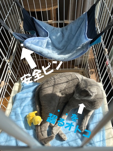f:id:LoveRussianBlue:20180206164813j:plain
