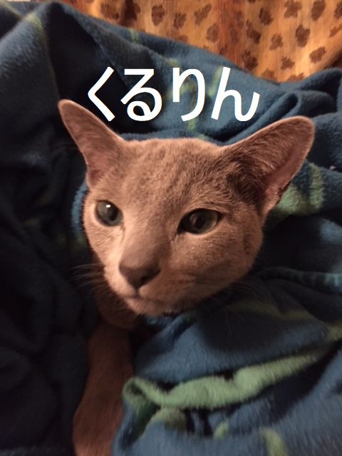 f:id:LoveRussianBlue:20180206172035j:plain
