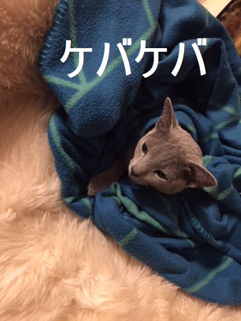 f:id:LoveRussianBlue:20180206172155j:plain