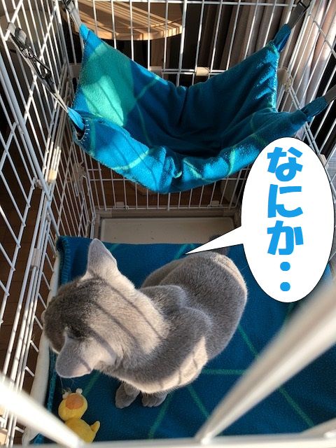 f:id:LoveRussianBlue:20180206172857j:plain