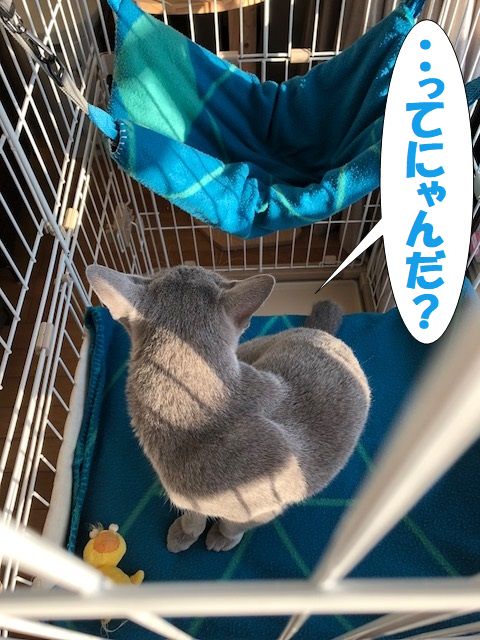 f:id:LoveRussianBlue:20180206173054j:plain
