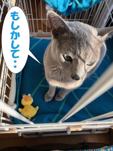 f:id:LoveRussianBlue:20180206173304j:plain