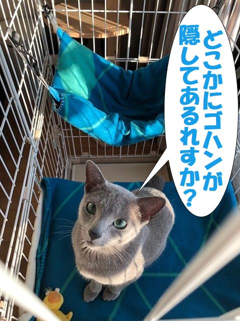 f:id:LoveRussianBlue:20180206173334j:plain