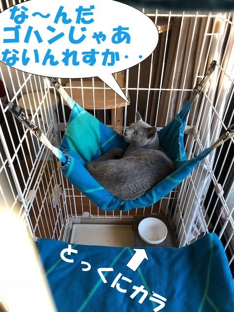 f:id:LoveRussianBlue:20180206173746j:plain