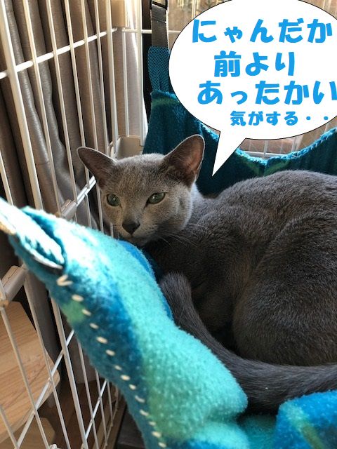 f:id:LoveRussianBlue:20180206173846j:plain