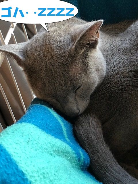 f:id:LoveRussianBlue:20180206174007j:plain