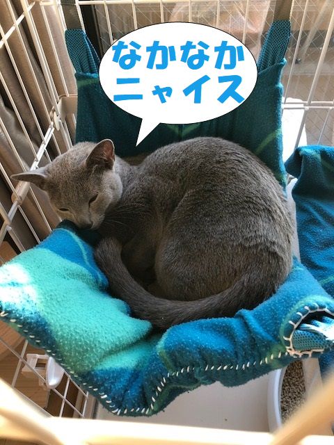 f:id:LoveRussianBlue:20180206174020j:plain