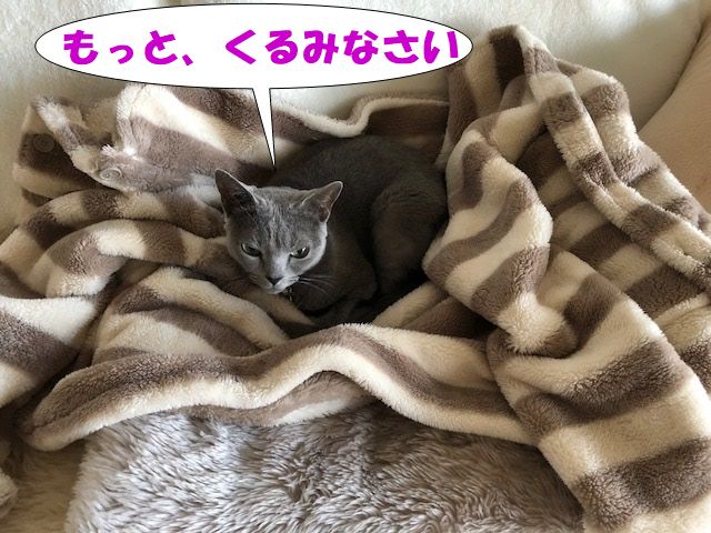 f:id:LoveRussianBlue:20180206174633j:plain