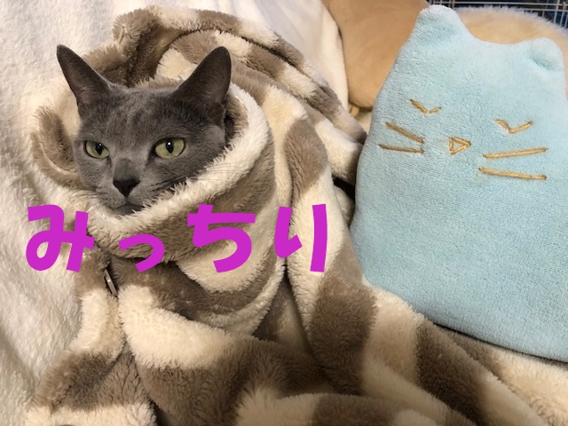 f:id:LoveRussianBlue:20180206174722j:plain