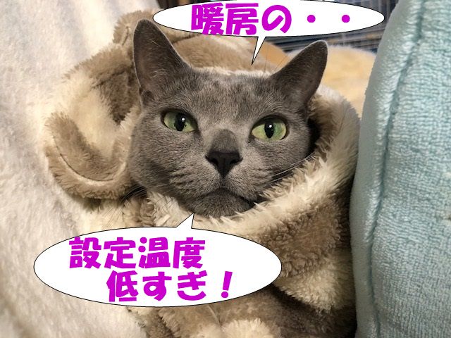 f:id:LoveRussianBlue:20180206174939j:plain